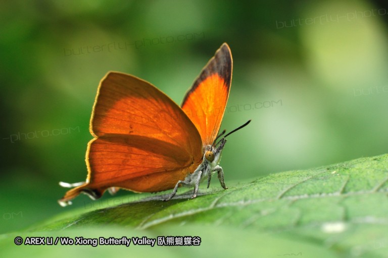 110604_sg_30.jpg