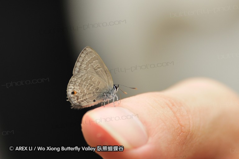 110604_sg_32.jpg
