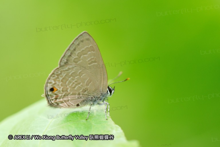 110604_sg_33.jpg