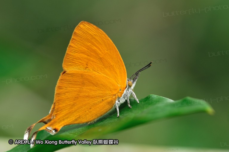 110604_sg_35.jpg
