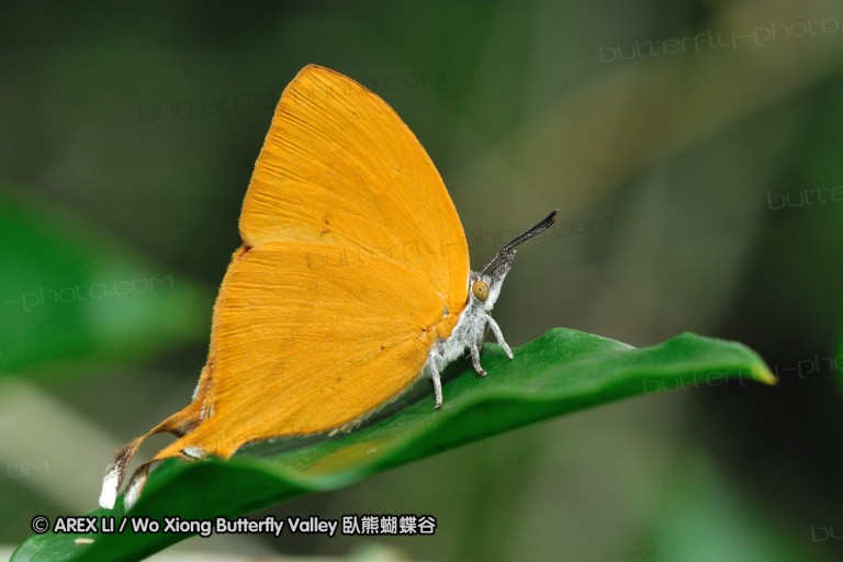 110604_sg_36.jpg