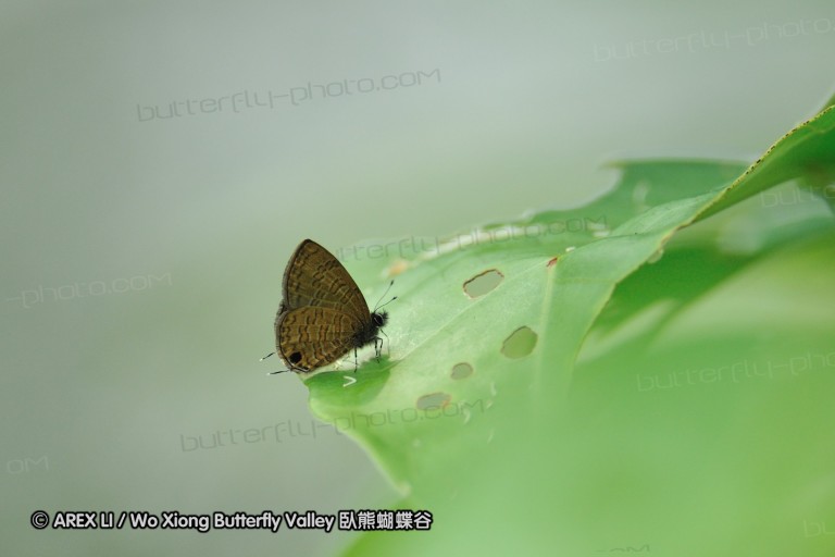 110604_sg_42.jpg