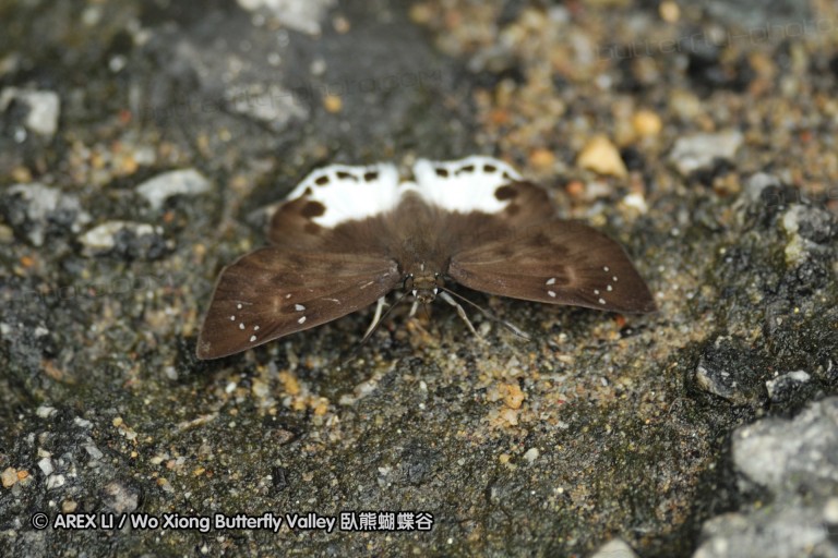 110604_sg_43.jpg