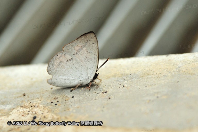 110604_sg_45.jpg