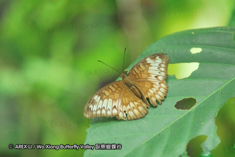 110604_sg_49.jpg