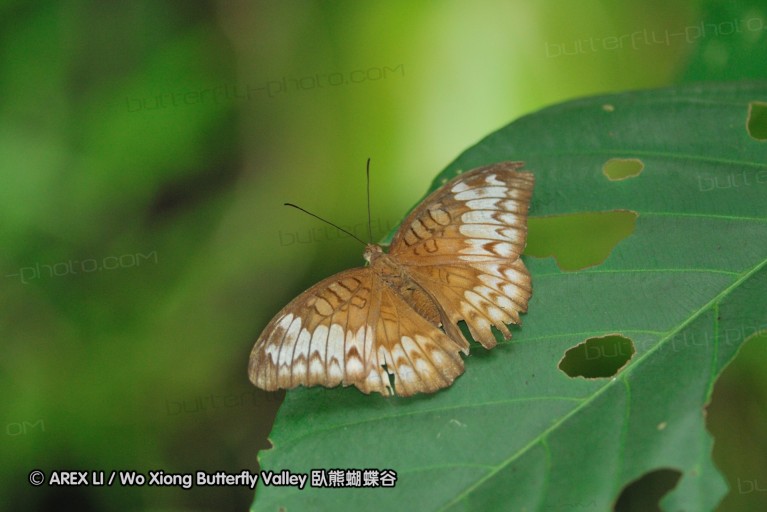 110604_sg_50.jpg