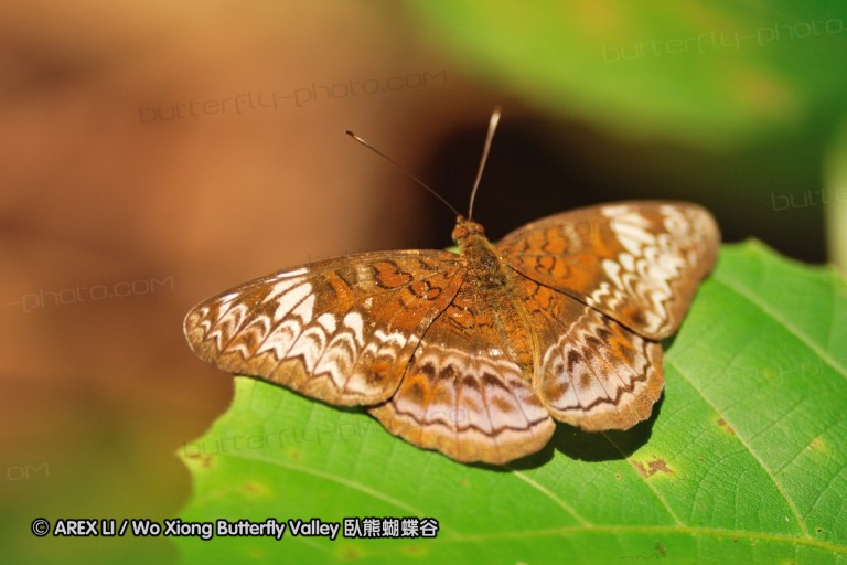 110604_sg_56.jpg