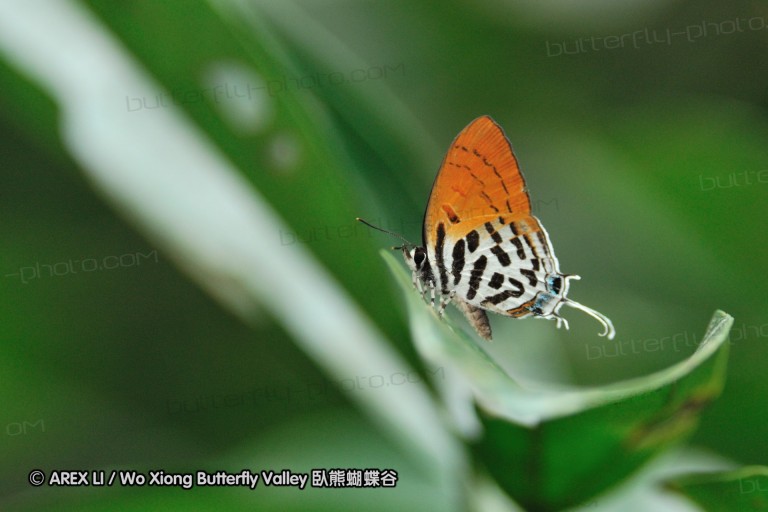 110604_sg_61.jpg