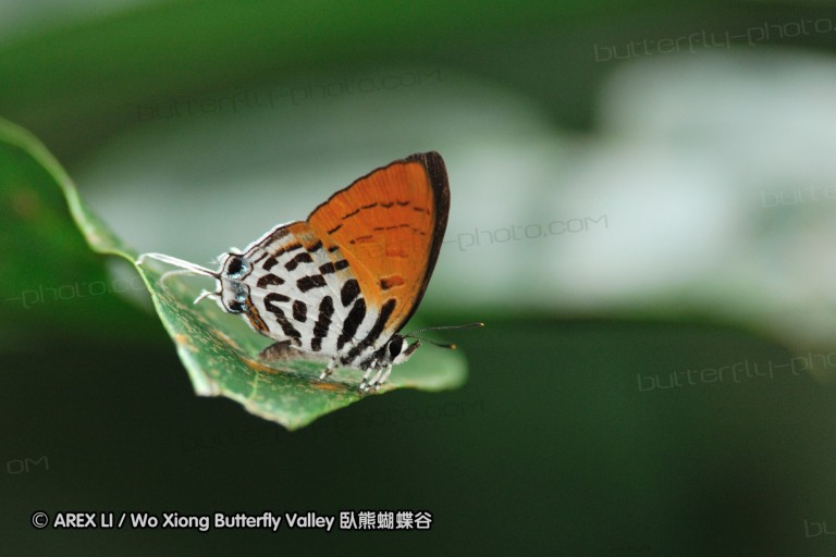 110604_sg_62.jpg