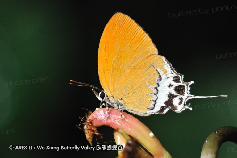 110605_sg_20.jpg