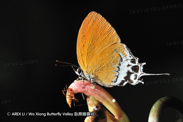 110605_sg_21.jpg
