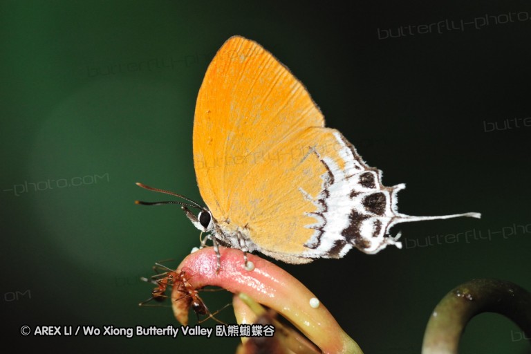 110605_sg_22.jpg