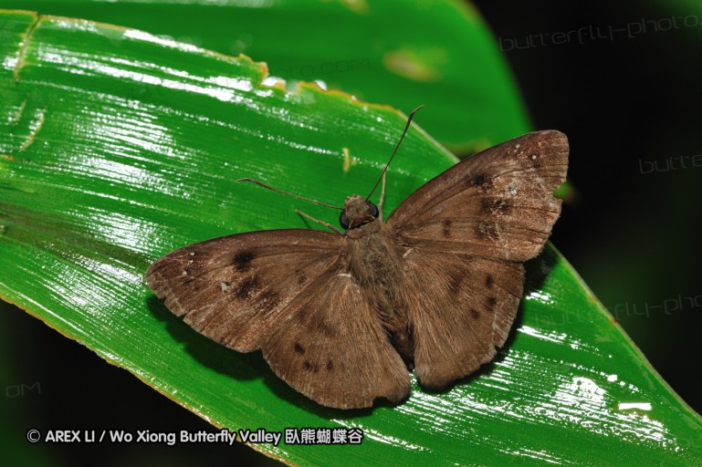110606_sg_03.jpg