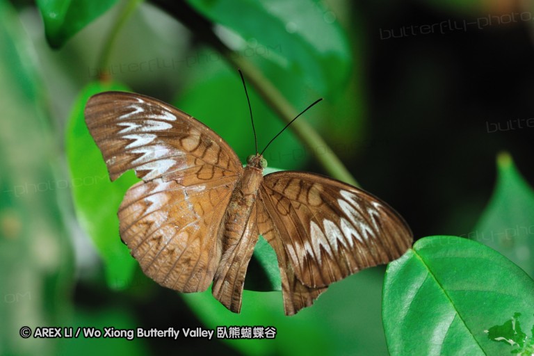 110606_sg_11.jpg