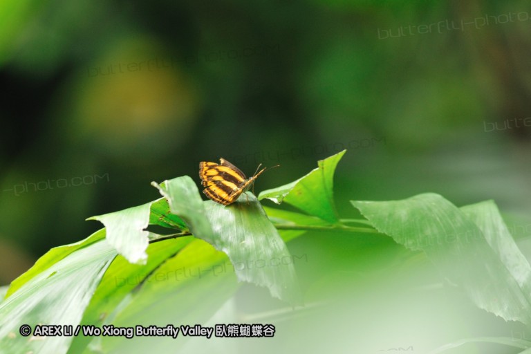 110606_sg_12.jpg