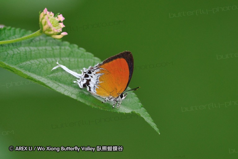 110606_sg_13.jpg