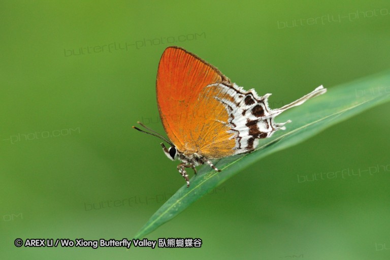 110606_sg_19.jpg