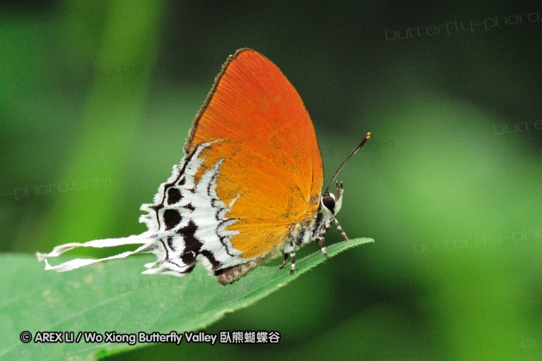 110606_sg_20.jpg