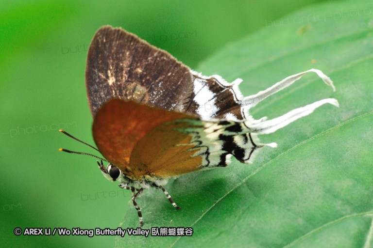 110606_sg_21.jpg