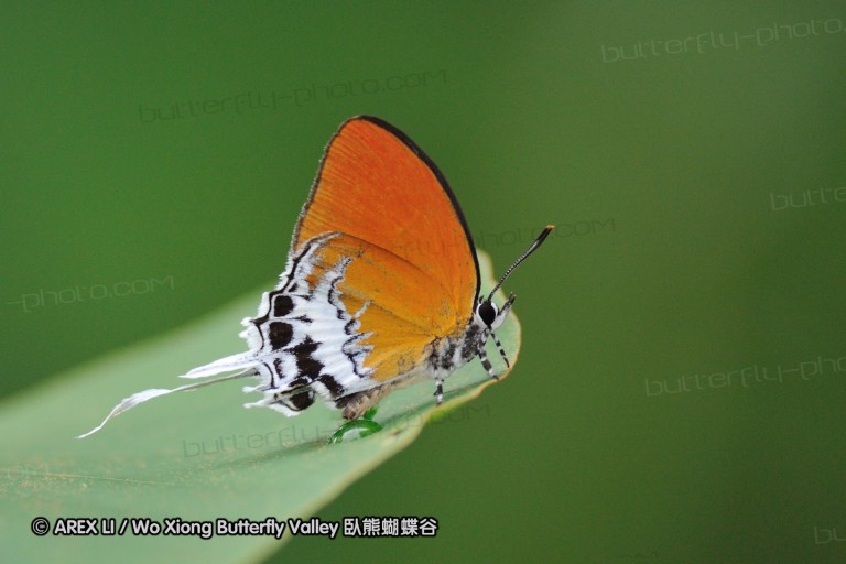 110606_sg_25.jpg