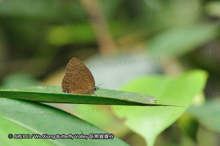 110606_sg_31.jpg