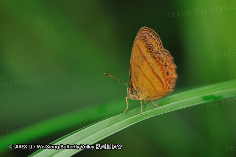 110606_sg_32.jpg