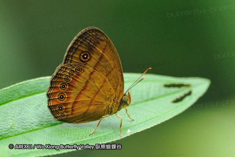 110606_sg_33.jpg