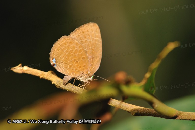 110606_sg_34.jpg