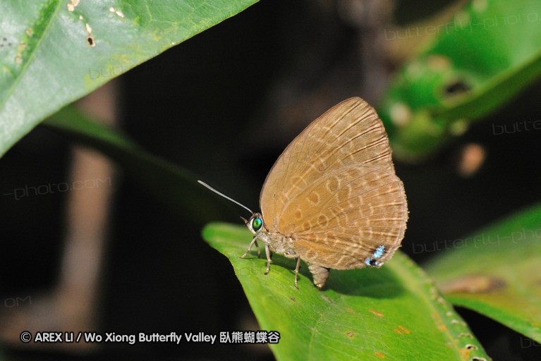 110606_sg_35.jpg