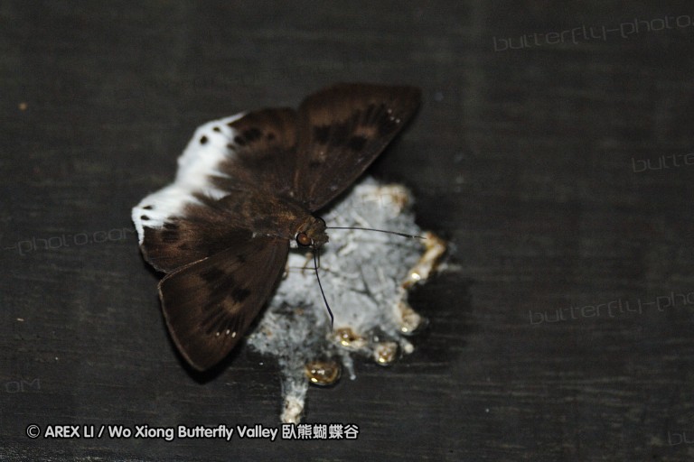 110606_sg_37.jpg