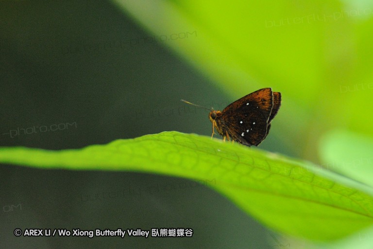 110606_sg_41.jpg