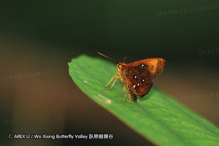 110606_sg_42.jpg