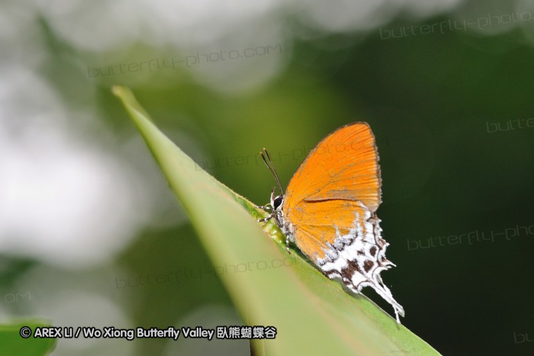 110606_sg_46.jpg