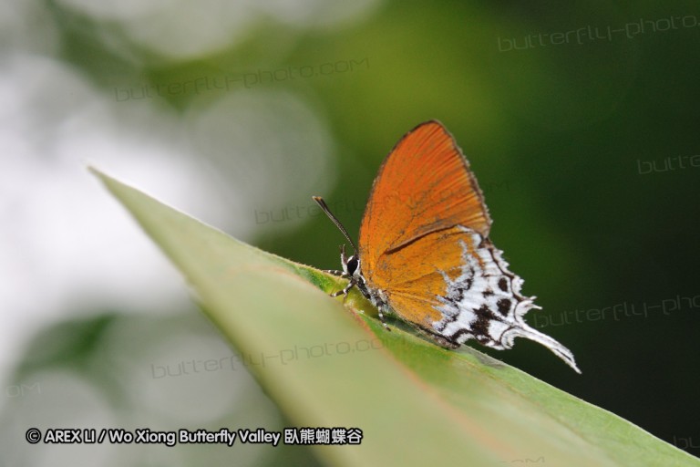 110606_sg_47.jpg
