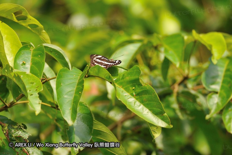 110607_sg_13.jpg