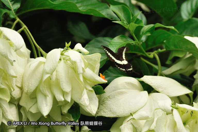 110607_sg_47.jpg