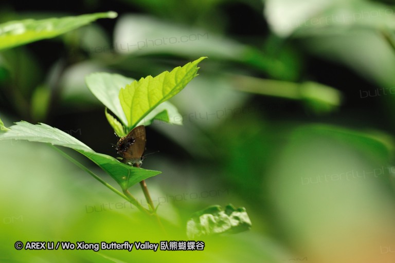 110607_sg_48.jpg