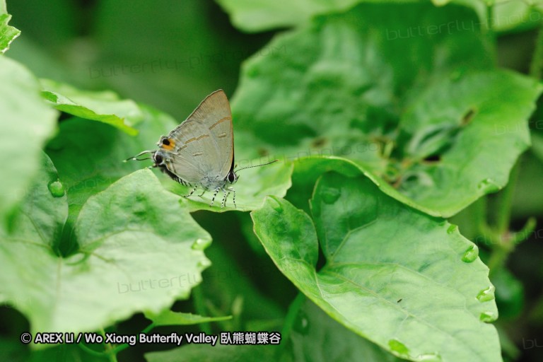 110607_sg_57.jpg