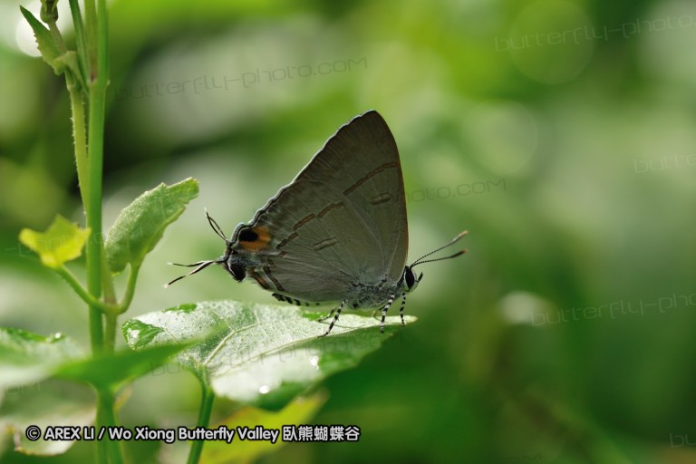 110607_sg_59.jpg