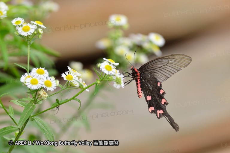 110701_nanling_02.jpg