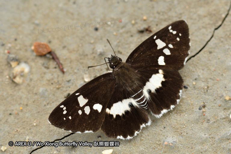 110701_nanling_03.jpg