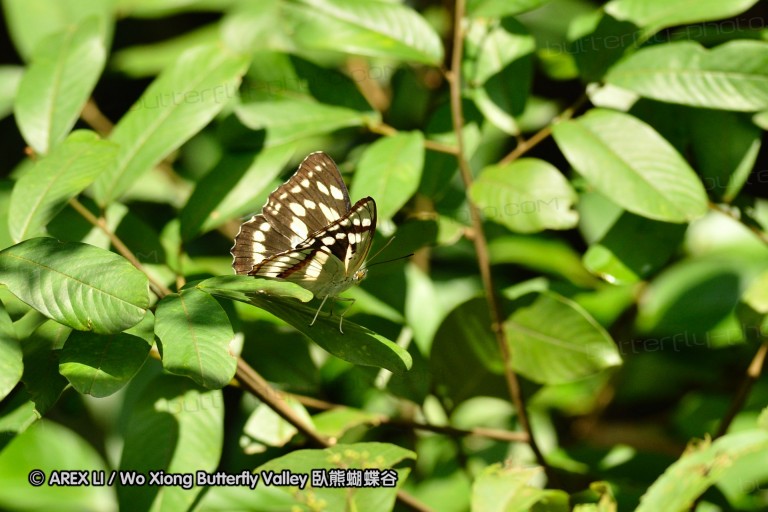 110701_nanling_11.jpg