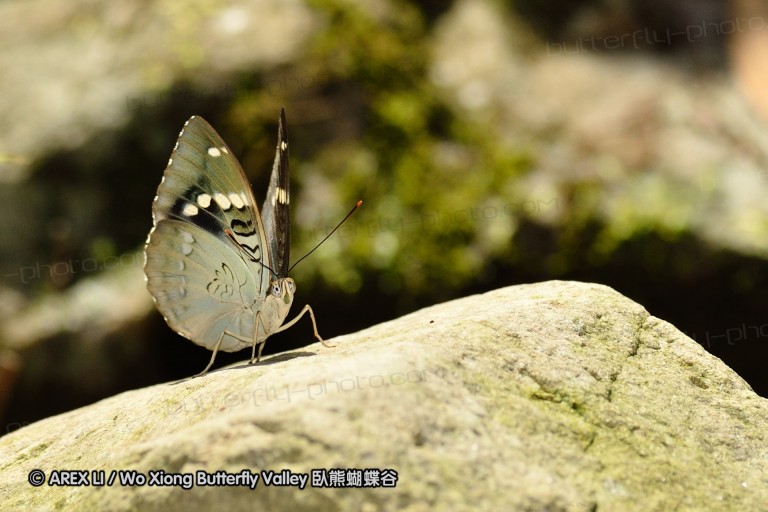 110701_nanling_16.jpg