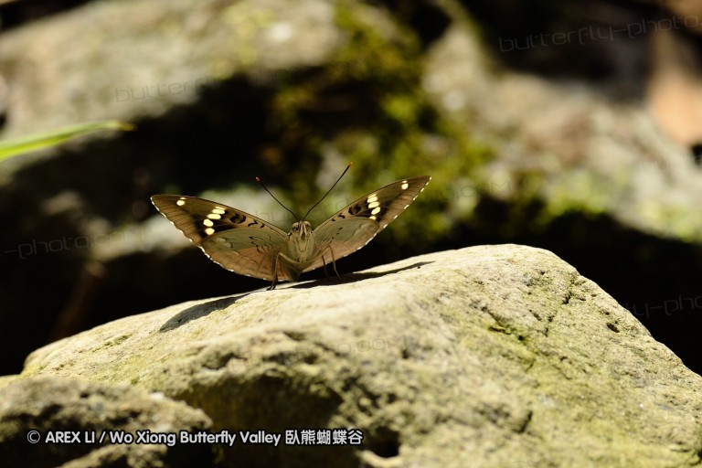 110701_nanling_17.jpg
