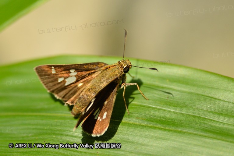 110701_nanling_19.jpg