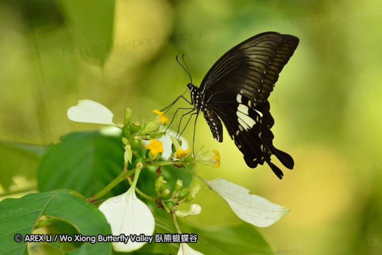 110701_nanling_20.jpg
