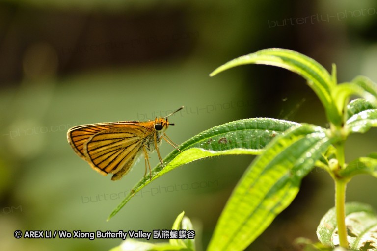 110701_nanling_26.jpg