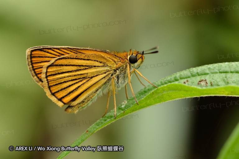 110701_nanling_27.jpg