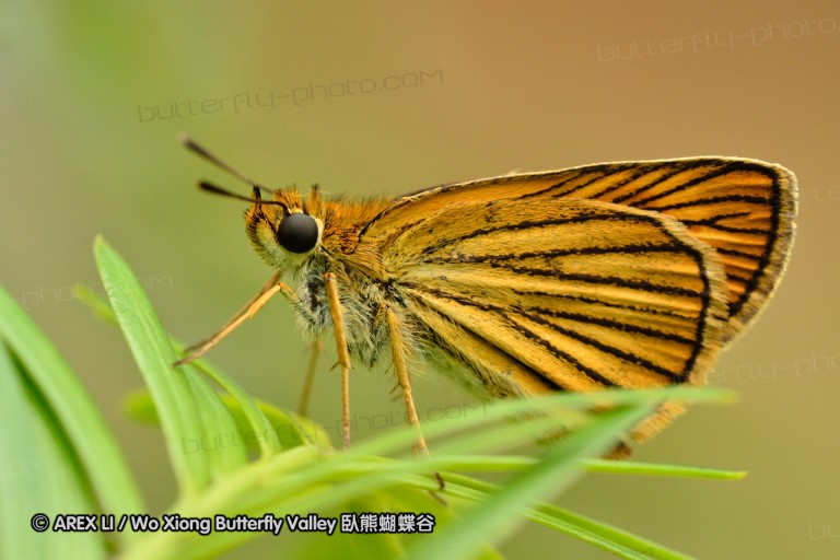 110701_nanling_29.jpg