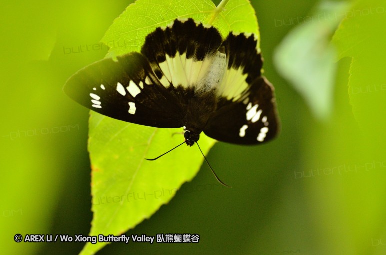 110701_nanling_31.jpg